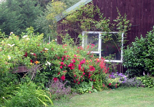  The climbing roses have just finished flowering. 