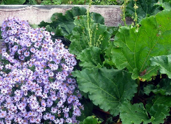  The aster flowers in Autumn. 