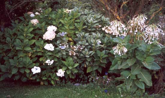  In the early evening the nicotianas give off their beautiful fragrance. 