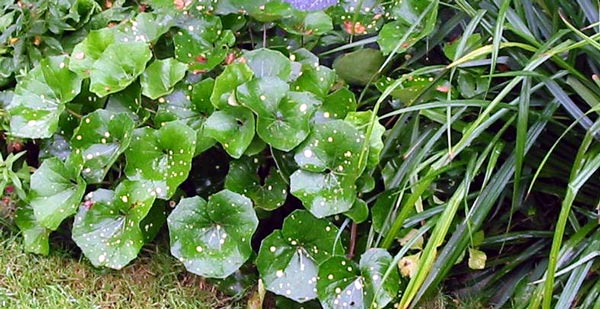  My leopard plants are semi-evergreen in the frosty winters. 