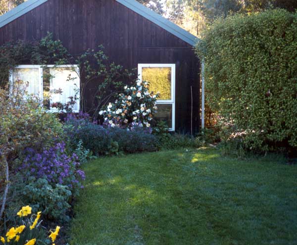 This garden is full of plain green hostas and wine red heucheras.