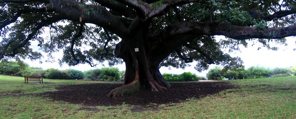  These are the widest trees I've ever seen. 