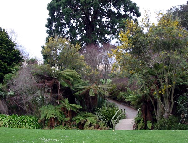  You can just see the Cordylines. 