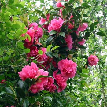  Growing through the neighbouring shrubs. 