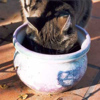  Silly Stumpy drinking rain water from one of the patio pots 