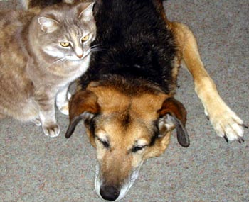  With faithful cat companion Jerome. 