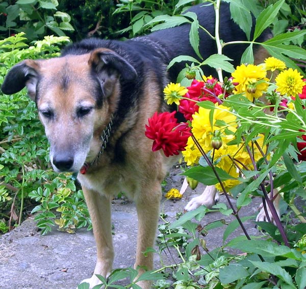  Taj-dog with red and yellow summer flowers. 