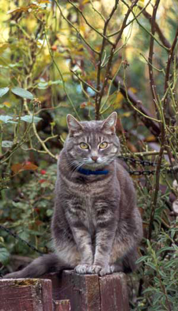  A remarkably still Stumpy the cat, sitting on a post next to the Pond Lawn Gate. 