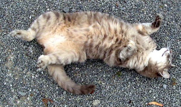  Doing roly-polies on the gravel. 