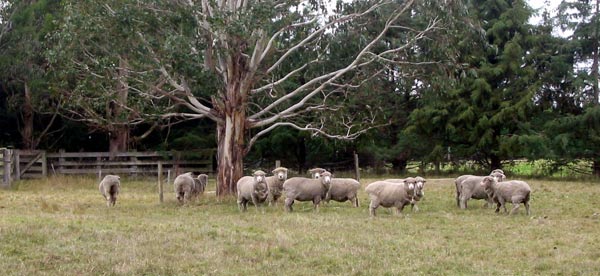  Taking it easy under the gum tree. 