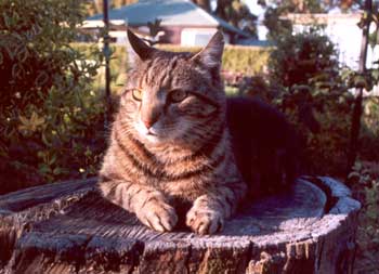  Even Sifter is not big enough to conceal treestumps! 