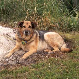  Tajdog sitting in the remnants of a winter burnoff. 