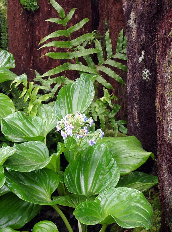  I love the way the delicate flowers sit above the huge and dramatic leaves. 