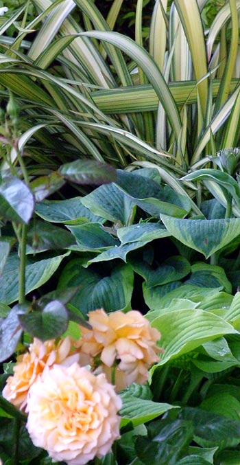  Cream flax, green hosta leaves and rose blooms. 