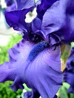 all-blue-bearded-iris