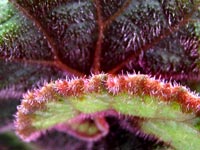 begonia-leaf-close-up