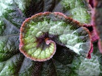 begonia-leaf-curl