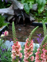 biodiversity-garden-pond