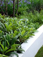 border-plantings-white-wall