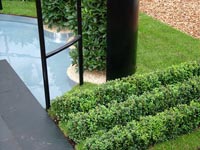 buxus-sempervirens