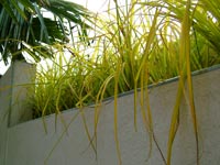 carex-yellow