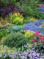 colourful-border