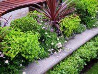 cordyline-australis-foliage-border