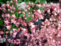 delicate-pink-flowers