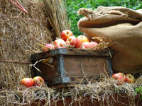 english-summer-harvest