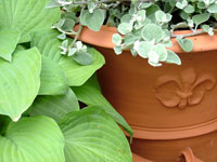 garden-pot-plant