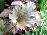 heuchera-leaf