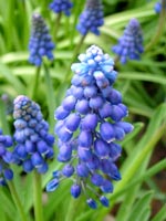 muscari-grape-hyacinth