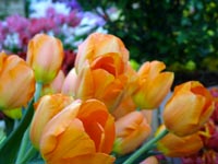 orange-tulips