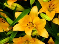 pale-orange-lilies