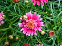 pink-daisy