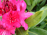 pink-rhododendron-bush