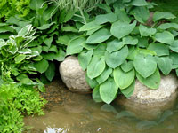 pond-hosta-stone