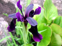 purple-bearded-iris