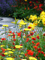 red-yellow-flowers