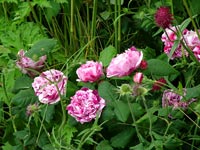 striped-rose-thistle