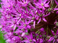 tiny-purple-flowers