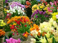 tulips-bloms-bulbs