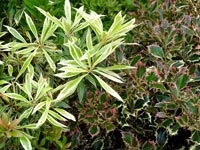 variegated-foliage