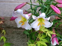 white-pink-lilies