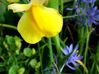 yellow-iris-blue-flower