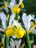 yellow-white-iris