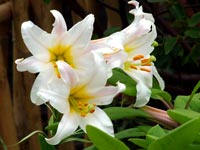 yellow-white-lilies