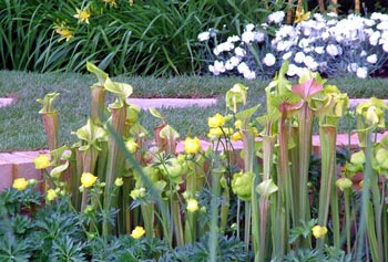  Bex loved these plants, but was scared to find out they might be CARNIVEROUS. 