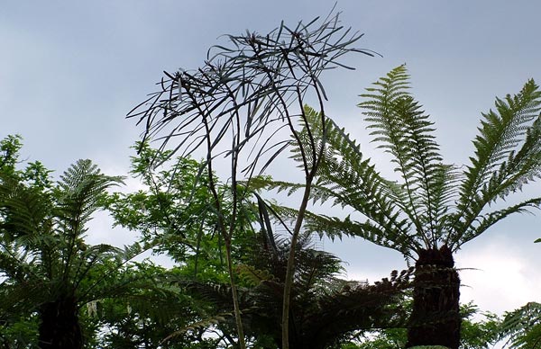  The sky behind the trees even looks tropical. In a rainforest kind of way. 