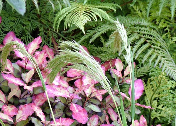  I recognised these distinctive plants instantly from Moosey's garden. 